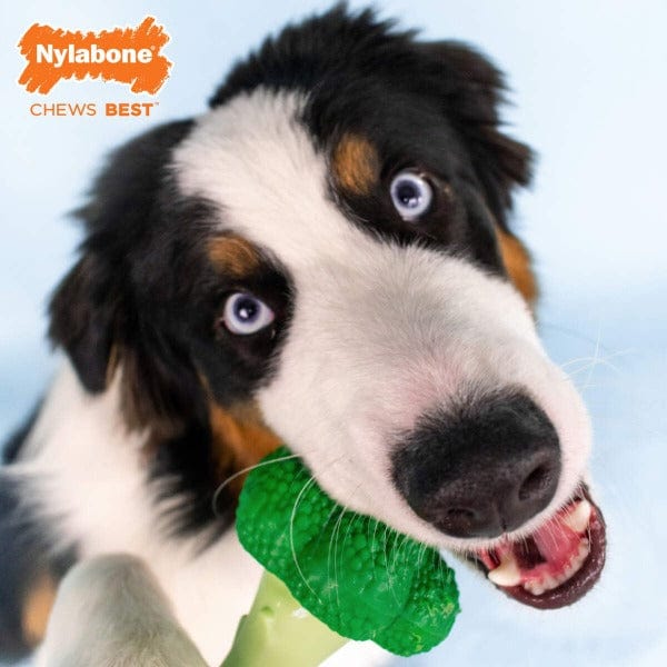 Nylabone Durable Bacon & Cheese Flavored Broccoli-Shape Dog Toy for Up to 50 lbs Dogs