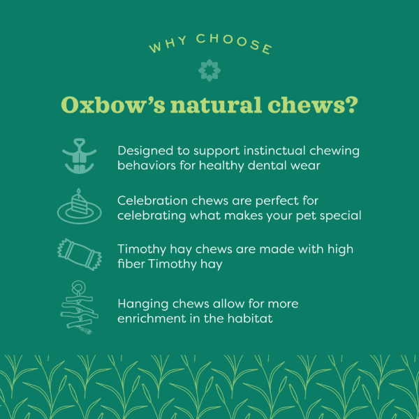 Oxbow Enriched Life Pet Celebration Cake - A Delightful Treat for Your Furry Friends