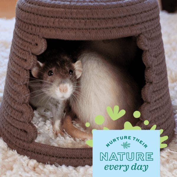Oxbow Enriched Life Honeycomb Hammock - Ideal Pet Comfort and Enrichment Accessory